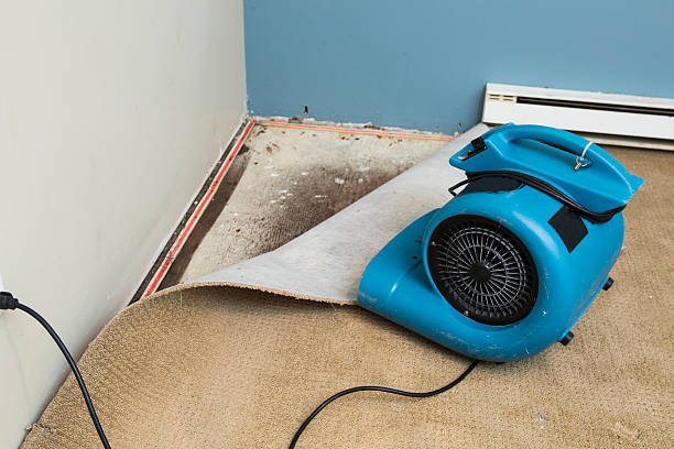 Best Professional water damage repair  in Elmira Heights, NY